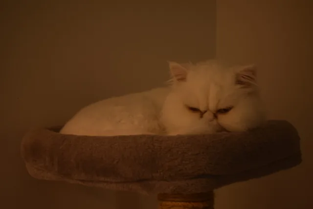 A white cat asleep on a cat tree in evening light.