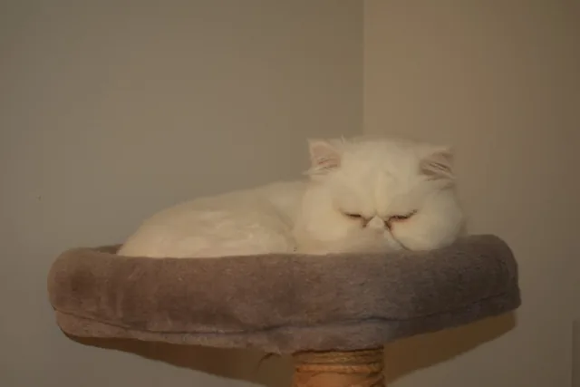 The same cat in the same corner in afternoon light.