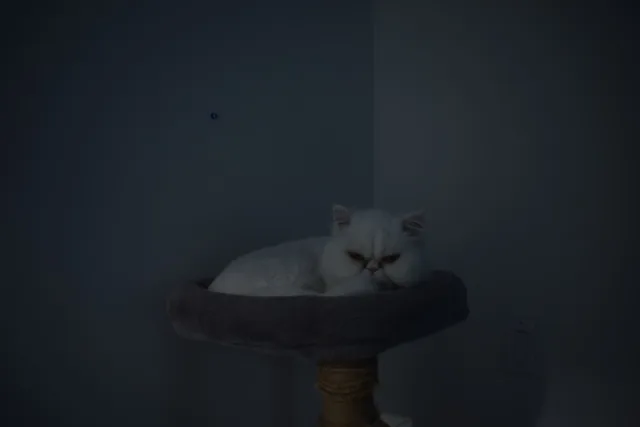 The same cat in the same corner after dark.