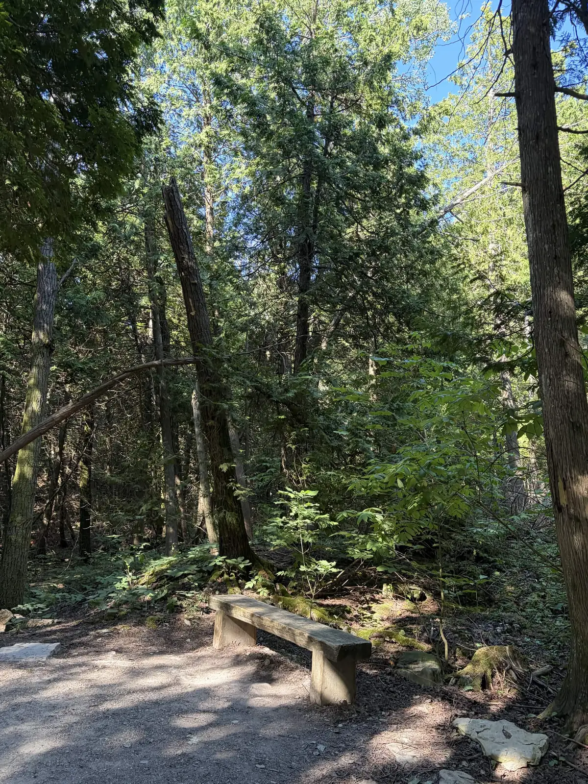 A bench on a path through the woods.